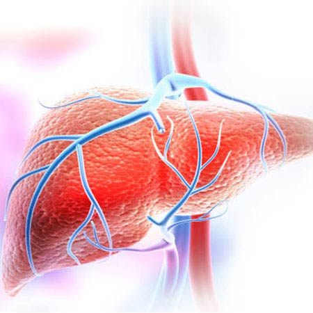 illustration of a human liver